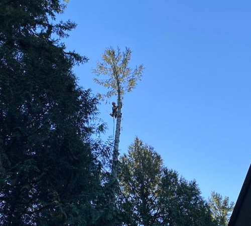 Abattage des arbres élagage