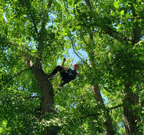 Tailles des arbres élagage
