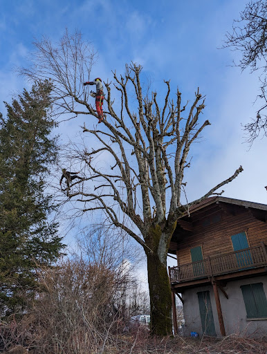Taille arbre élagage isère