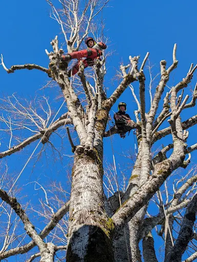Taille arbre élagage isère