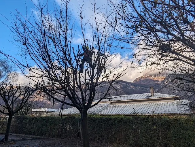 Taille arbre élagage isère
