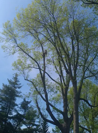 Taille arbre élagage isère